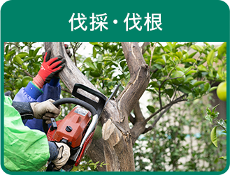 伐採・伐根